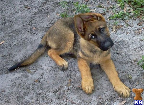 German Shepherd