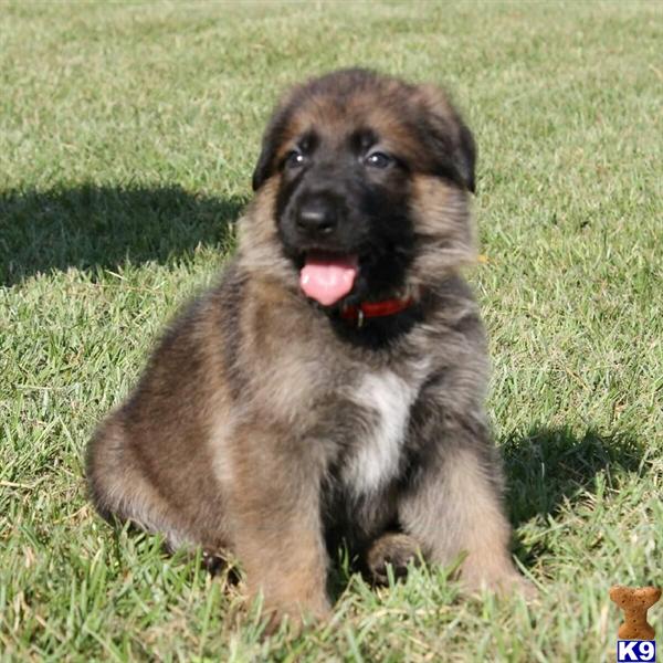 German Shepherd