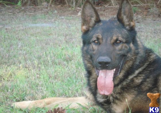 Dogs For Sale Deland Fl Dogs For Sale Deland Fl