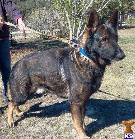 German Shepherd dog