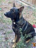 German Shepherd stud dog: Brindle German Shepherd sitting in a grassy outdoor setting