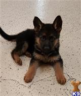 german shepherd puppy posted by gerradkobic