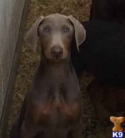 doberman pinscher puppy posted by getyouryorkie