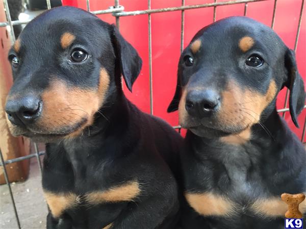 doberman puppies for sale los angeles doberman pinscher puppy for sale doberman puppies for sale in los angeles 15 months doberman puppies for sale los angeles doberman pinscher puppy for sale doberman puppies for sale in los angeles 15 months