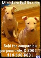 bull terrier puppy posted by getyouryorkie