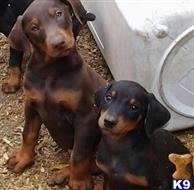 doberman pinscher puppy posted by getyouryorkie