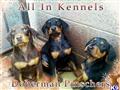 doberman pinscher puppy posted by getyouryorkie