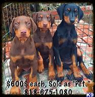 doberman pinscher puppy posted by getyouryorkie