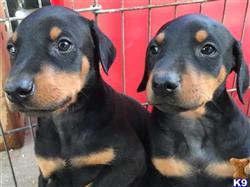 doberman pinscher puppy posted by getyouryorkie