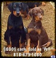doberman pinscher puppy posted by getyouryorkie