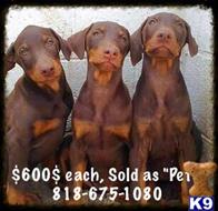 doberman pinscher puppy posted by getyouryorkie