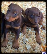 doberman pinscher puppy posted by getyouryorkie
