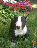 miniature bull terrier puppy posted by getyouryorkie