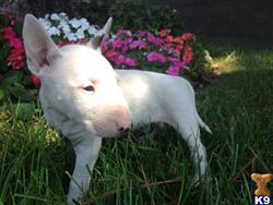 miniature bull terrier puppy posted by getyouryorkie