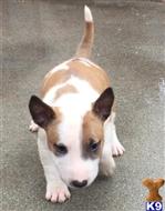 miniature bull terrier puppy posted by getyouryorkie