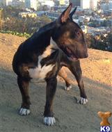 miniature bull terrier puppy posted by getyouryorkie