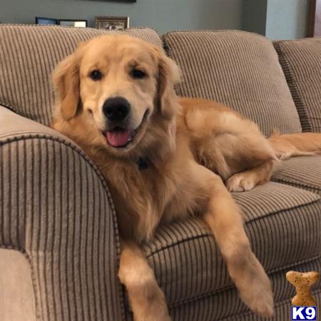 a golden retriever dog lying on a couch