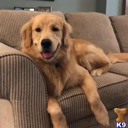 Golden Retriever stud dog