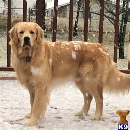 Golden Retriever stud dog