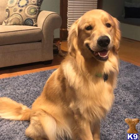 teddy golden retriever