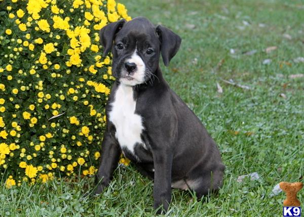 greenfield boxer puppies boxer puppies for sale in pennsylvania greenfield boxer puppies boxer puppies for sale in pennsylvania