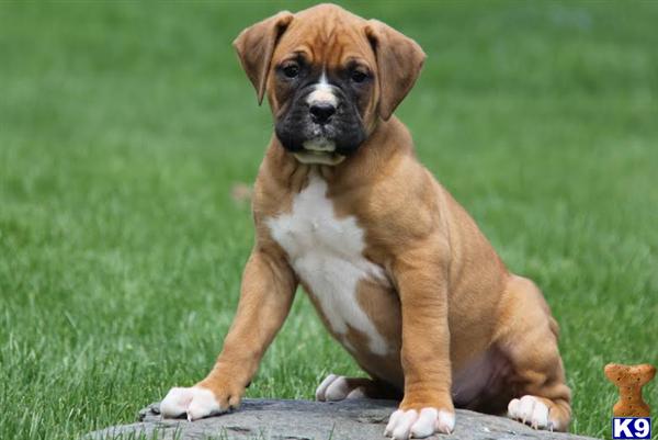 captain boxer motorcycle