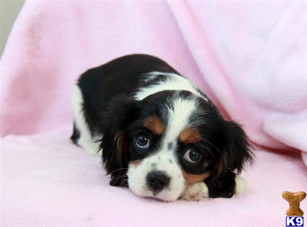 Cavalier King Charles Spaniel puppy for sale