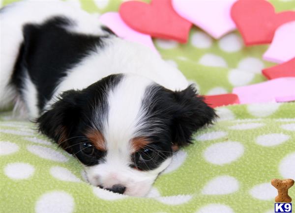 Cavalier King Charles Spaniel puppy for sale