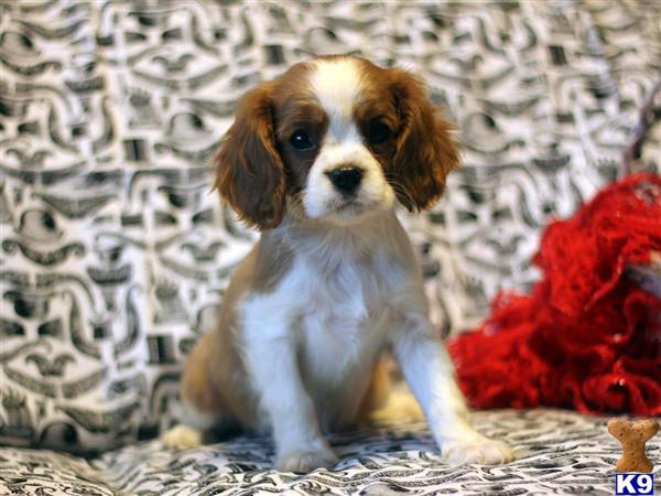 Cavalier King Charles Spaniel puppy for sale