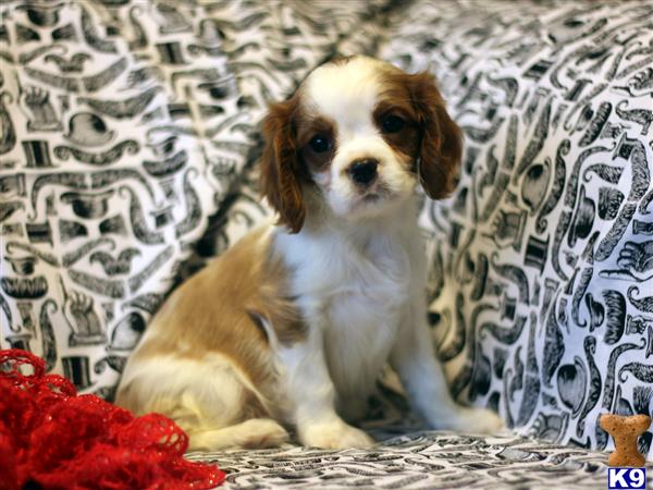 cavalier king charles spaniel puppy posted by gfp4ever