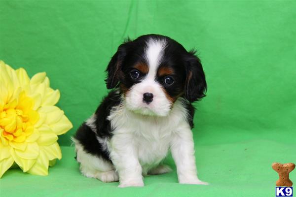 Cavalier King Charles Spaniel puppy for sale