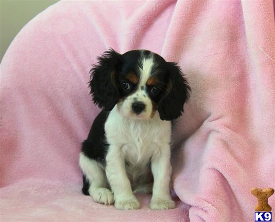 Cavalier King Charles Spaniel puppy for sale