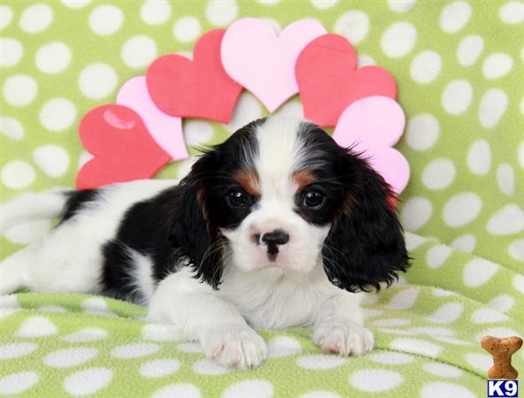 Cavalier King Charles Spaniel puppy for sale