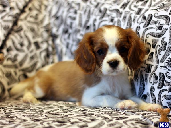 Cavalier King Charles Spaniel puppy for sale