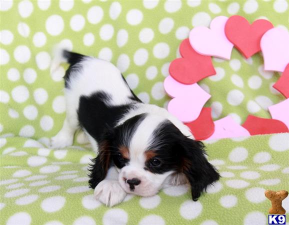 Cavalier King Charles Spaniel puppy for sale