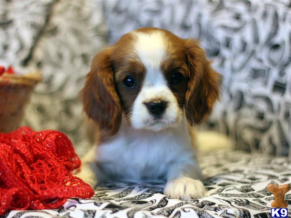 Cavalier King Charles Spaniel puppy for sale
