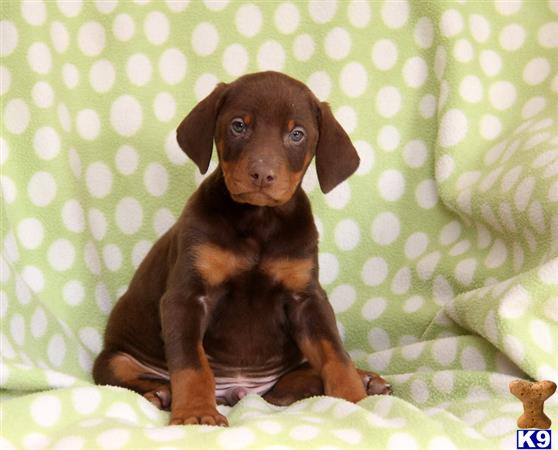 Doberman Pinscher puppy for sale