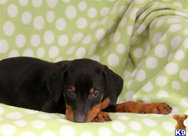 Doberman Pinscher puppy for sale