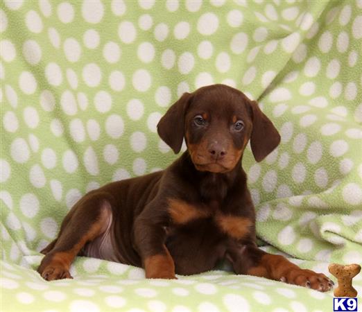 Doberman Pinscher puppy for sale