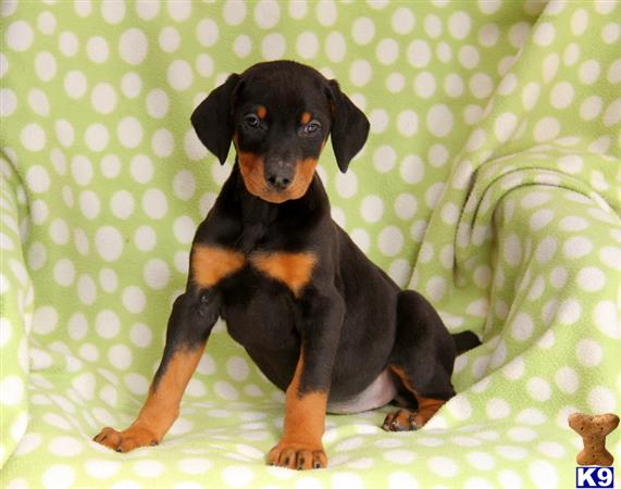 Doberman Pinscher puppy for sale