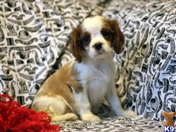 cavalier king charles spaniel puppy posted by gfp4ever