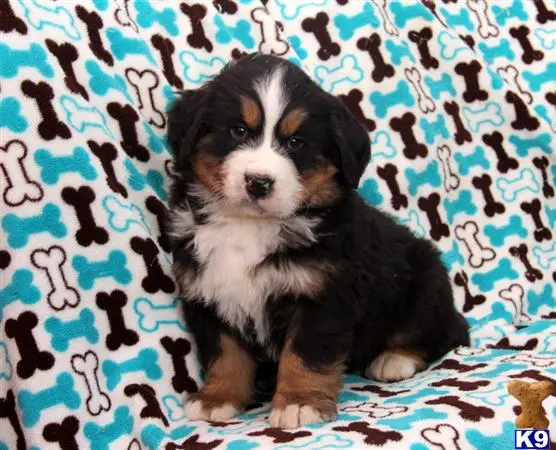 Bernese Mountain Dog