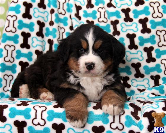 gfpdogs Picture 2