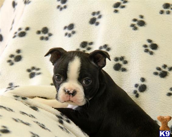 Boston Terrier puppy for sale