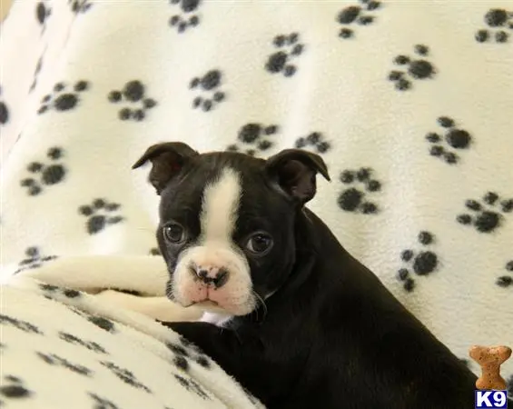 Boston Terrier