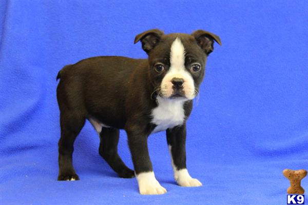Boston Terrier puppy for sale