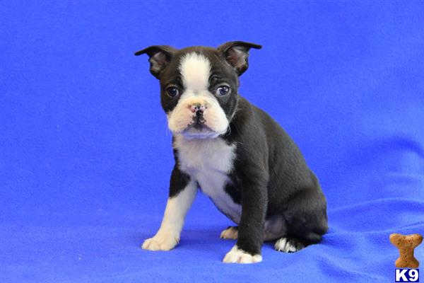 boston terrier puppy posted by gfpdogs