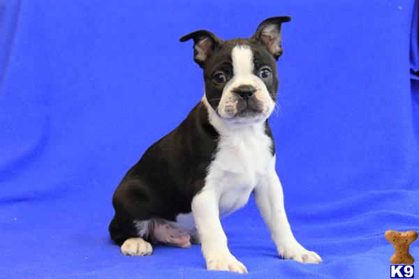 boston terrier puppy posted by gfpdogs