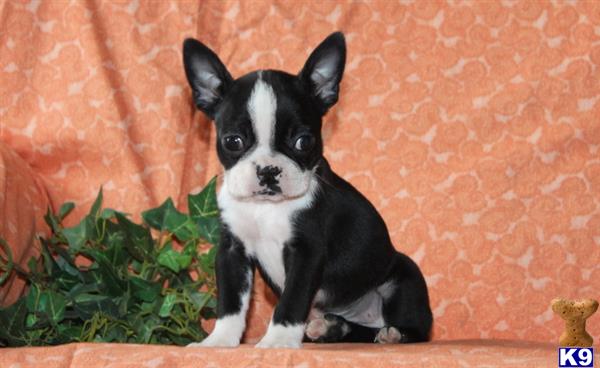 Boston Terrier puppy for sale