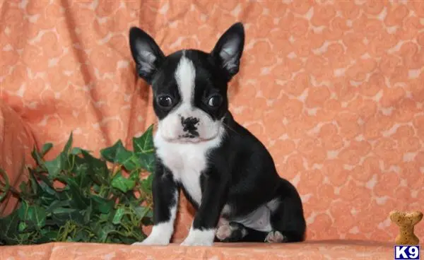 Boston Terrier